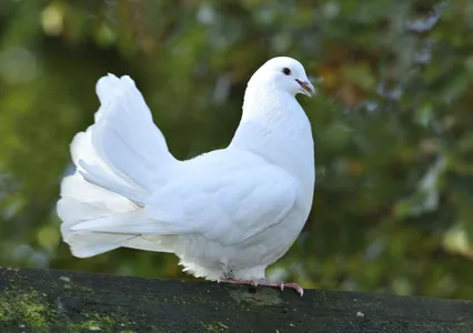 Patenschaft Pfautauben