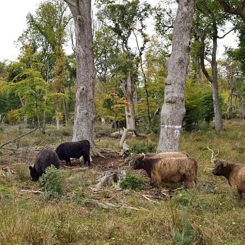 Patenschaft Galloways / Hutewaldrinder