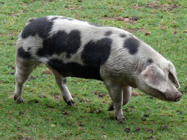 Tierpatenschaft Bentheimerschwein