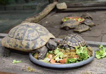 Patenschaft Landschildkröten