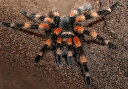 Patenschaft Rotknie Vogelspinne