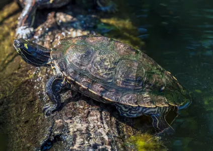 Patenschaft Wasserschildkröten