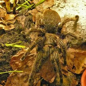 Tierpatenschaft Kraushaar-Vogelspinne