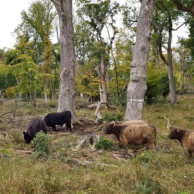 Patenschaft Galloways / Hutewaldrinder