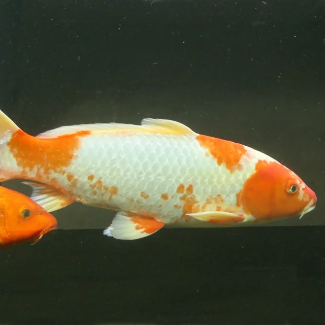 Tierpatenschaft Koi
