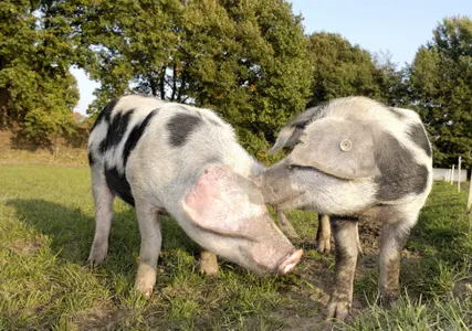 Patenschaft Bunte Bentheimer Schweine