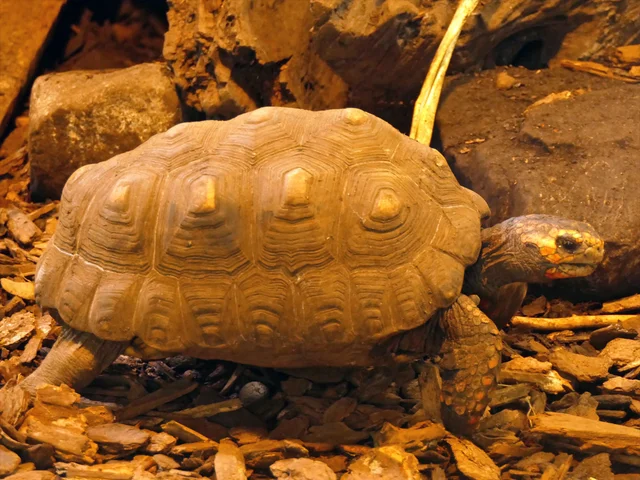 Tierpatenschaft Köhlerschildkröte