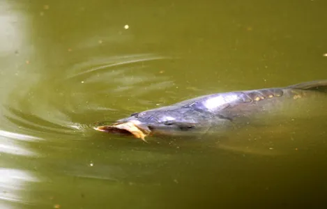 Patenschaft Teichfische