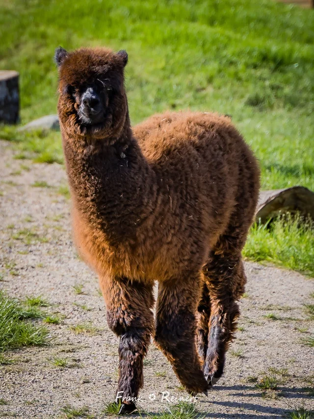 Patenschaft Horst