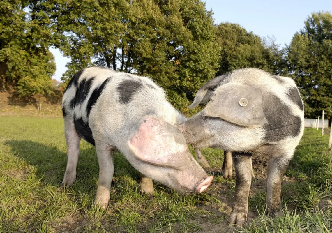 Patenschaft Bunte Bentheimer Schweine