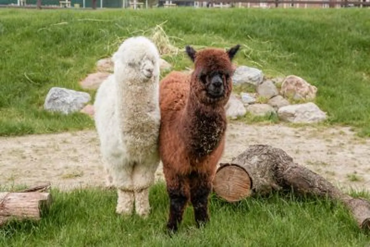 Gutschein Alpakaführung für 2 Pers.