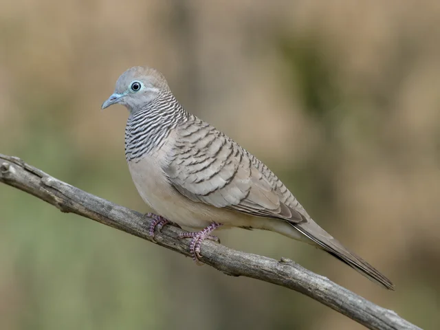 Tierpatenschaft Friedenstäubchen