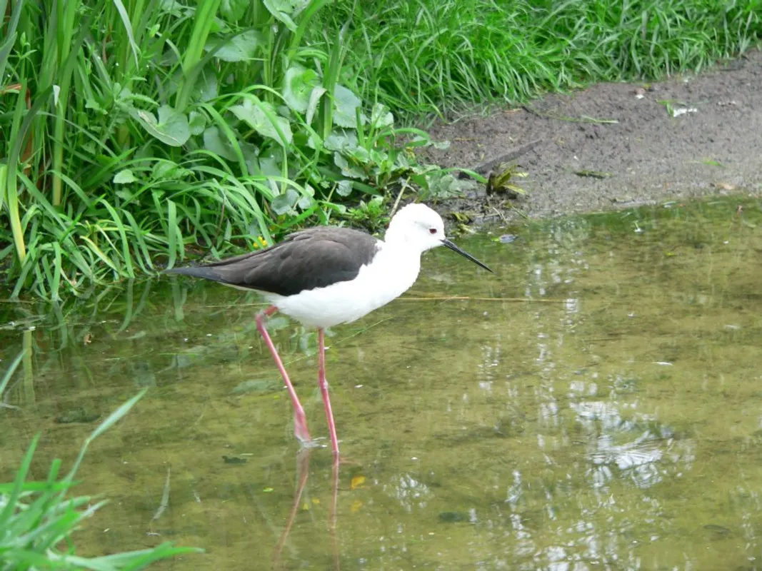 Patenschaft Stelzenläufer