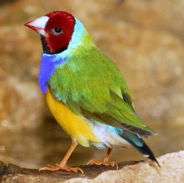 Tierpatenschaft Gouldamadine