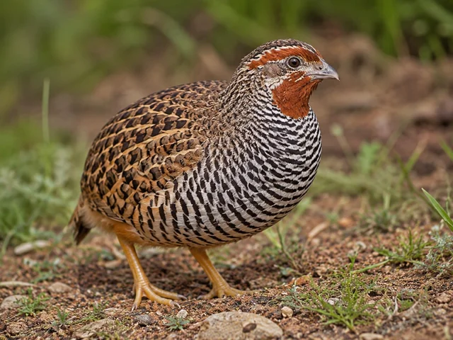 Tierpatenschaft Frankolinwachtel