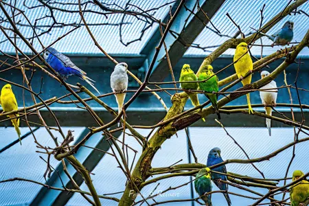 Patenschaft Sittiche