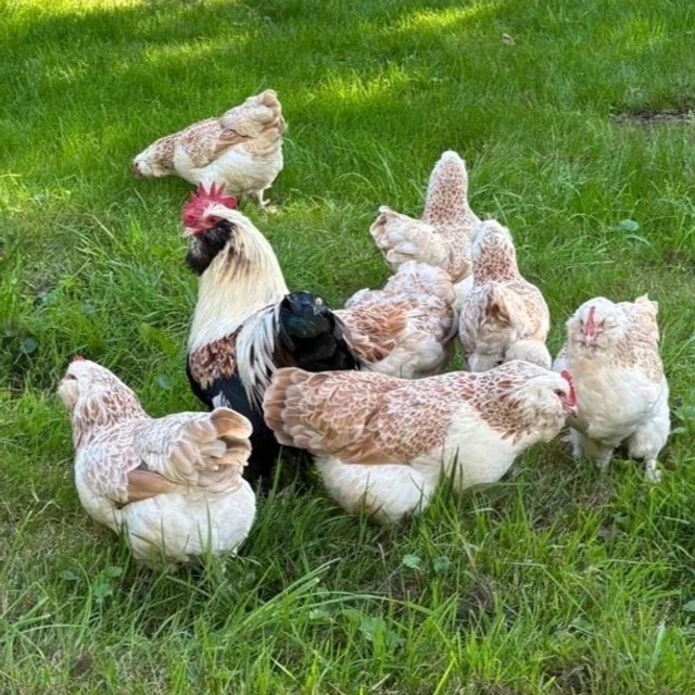 Tierpatenschaft Zwerg Lachshuhn