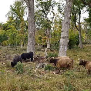 Patenschaft Galloways / Hutewaldrinder