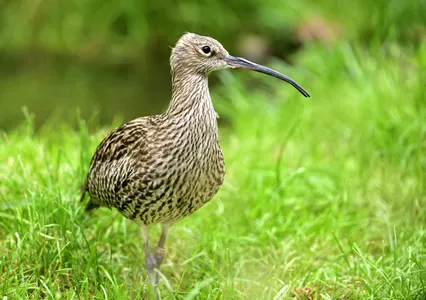 Patenschaft Brachvogelschutzprojekt