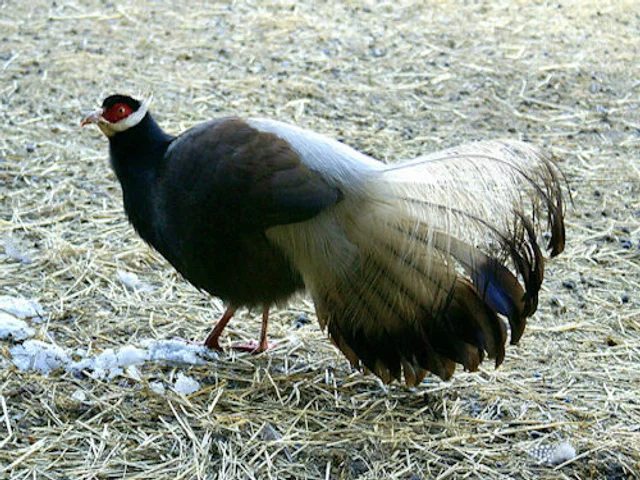 Tierpatenschaft Brauner Ohrfasan