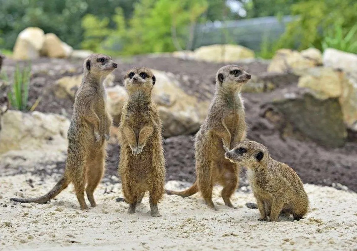Patenschaft Erdmännchen