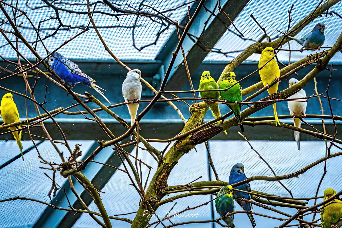 Patenschaft Sittiche