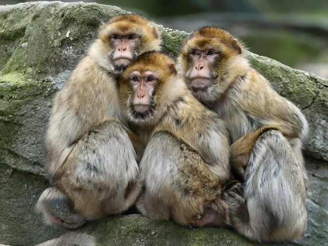 Tierpatenschaft Berberaffe