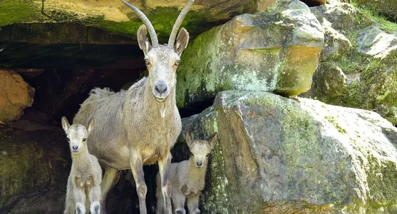 Patenschaft Sibirischer Steinbock