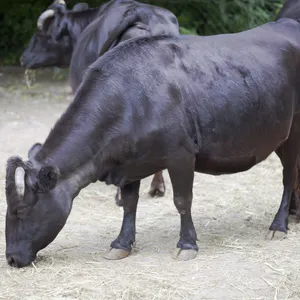 Tierpatenschaft Dahomeyrind