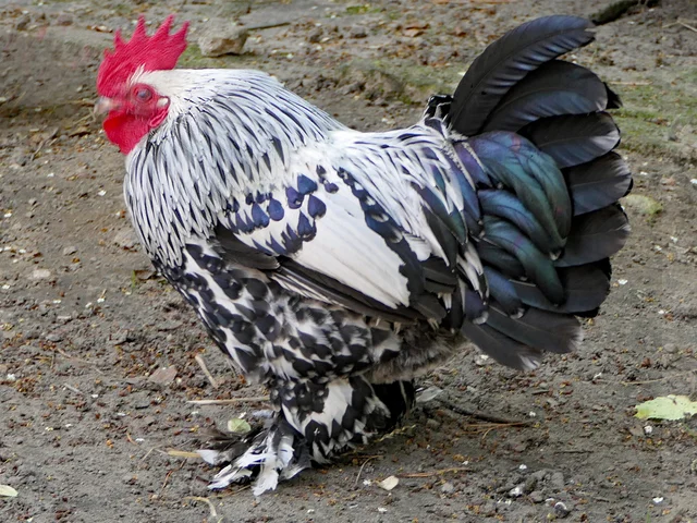 Tierpatenschaft Federfüßiges Zwerghuhn