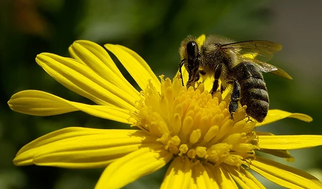 Patenschaft Bienenvolk