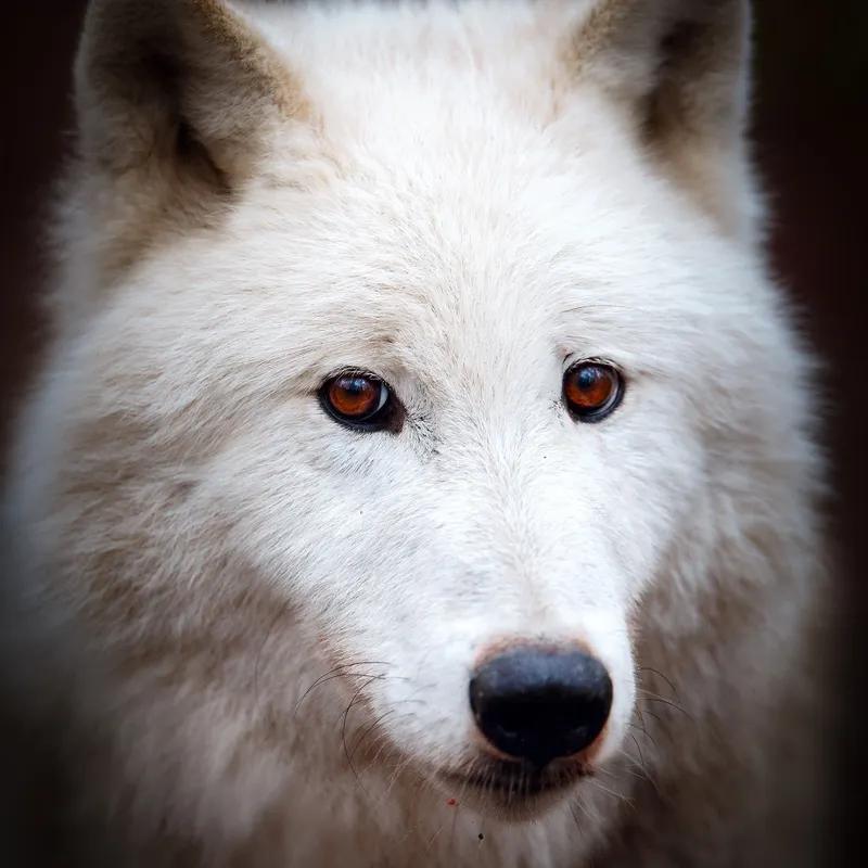 Patenschaft Plus Polar