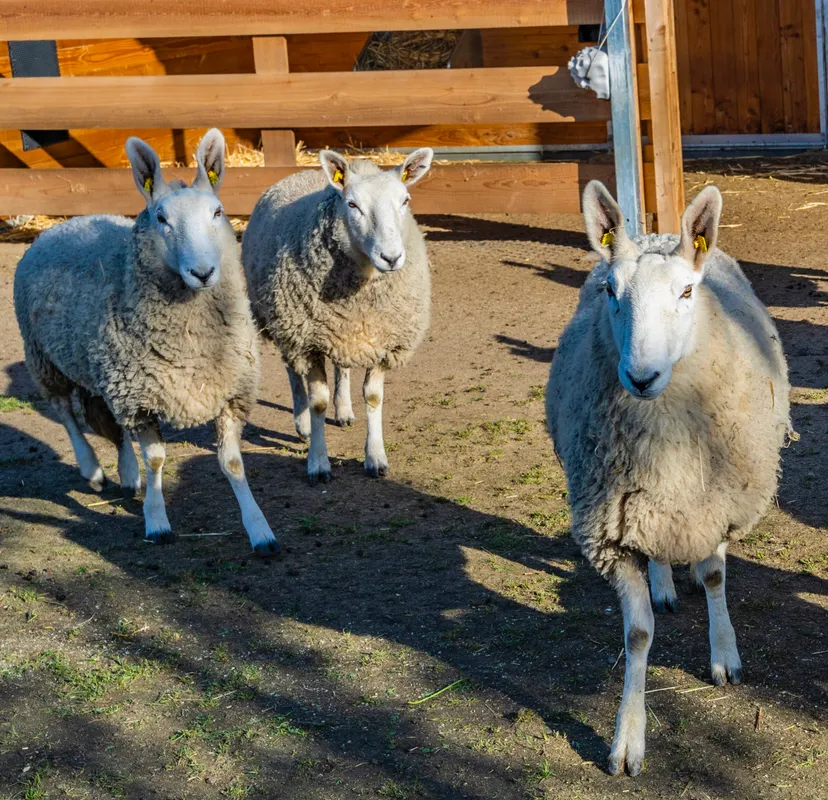 Patenschaft Border-Leicester-Schafe