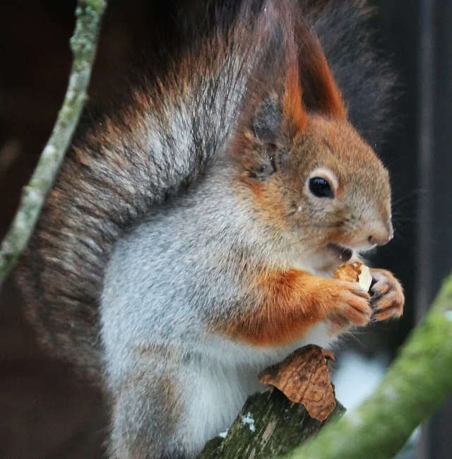 Tierpatenschaft Sibirisches Eichhörnchen