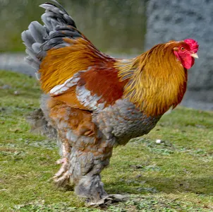 Tierpatenschaft Großes Brahmahuhn