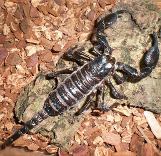 Tierpatenschaft Thaiskorpion