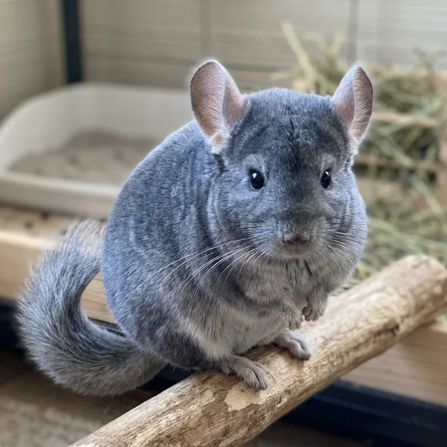 Tierpatenschaft Chinchilla