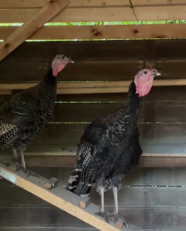 Patenschaft Truthühner