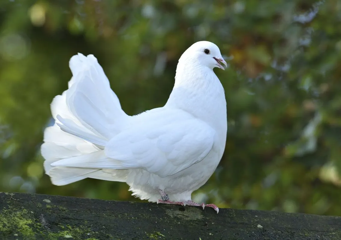 Patenschaft Pfautauben
