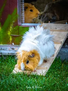 Patenschaft Meerschweinchen