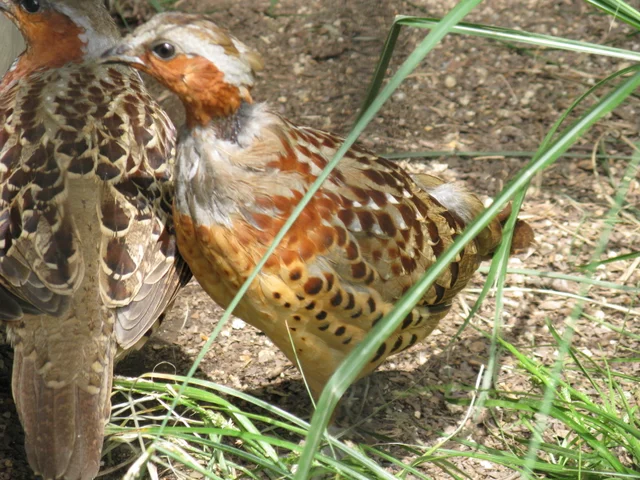 Tierpatenschaft Chinesisches Bambushuhn