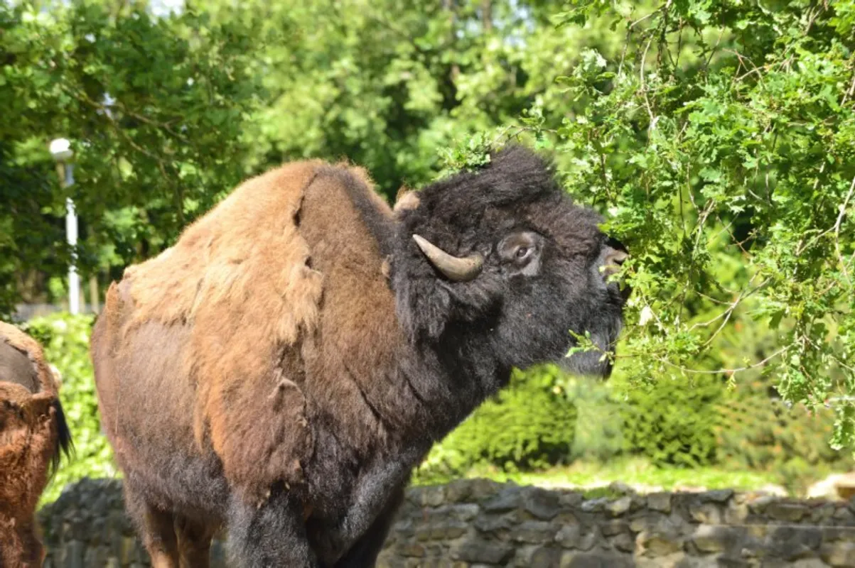 Patenschaft Waldbisons