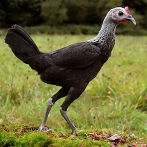 Tierpatenschaft Moderner Englischer Zwergkämpfer