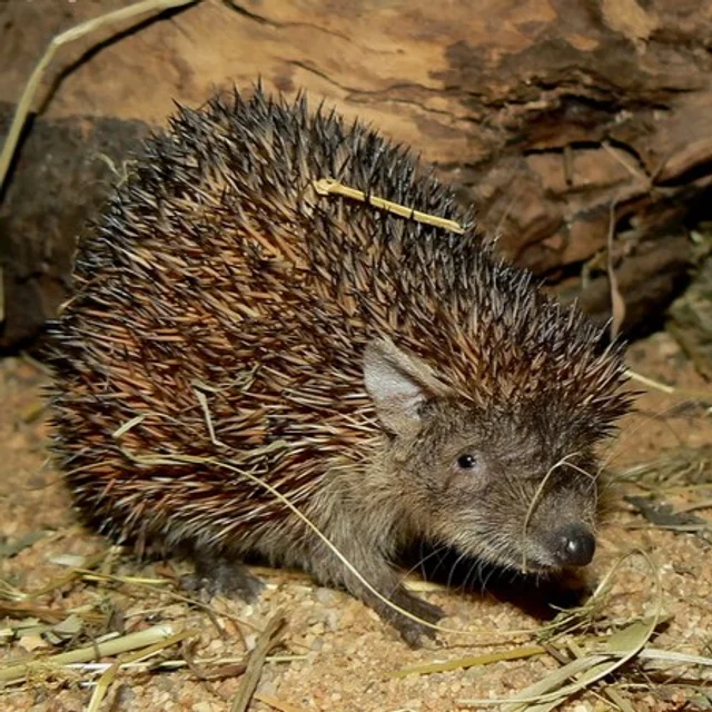 Tierpatenschaft Kleiner Igeltanrek
