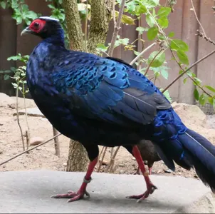 Tierpatenschaft Edwardfasan