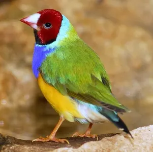 Tierpatenschaft Gouldamadine
