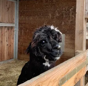 Patenschaft Carlos-Ray