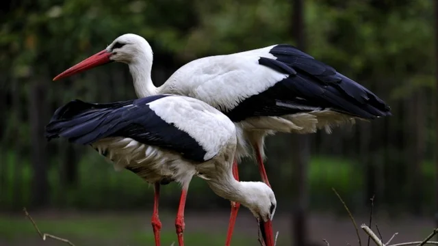 Patenschaft Weißstörche