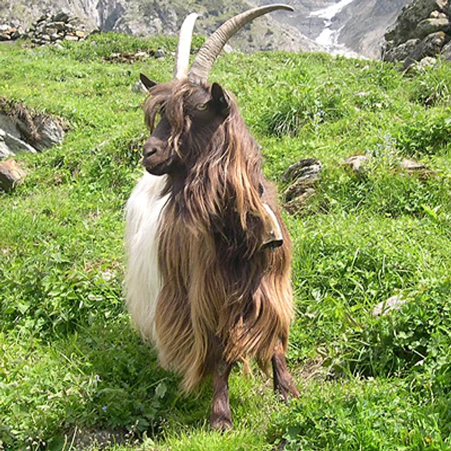 Tierpatenschaft Kupferhalsziege