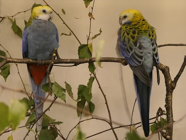 Tierpatenschaft Blaßkopf-Rosella